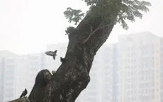  Indonesia làm mưa nhân tạo để giảm khói mù