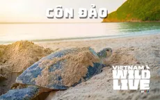Vietnam Wild Live mùa 1: Dấu ấn tiên phong và sức hút được minh chứng qua những con số