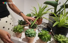 Độc đáo dàn nhạc thực vật