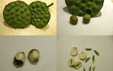 Tâm sen có nhiều tác dụng chữa bệnh
