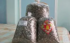 Hà Nội: Chưa phát hiện độc chất trên hạt hướng dương