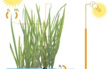 Tổng hợp điện năng từ cây xanh ở Hà Lan