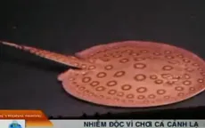 Nhiễm độc vì chơi cá cảnh lạ