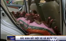 Bắc Ninh: Bắt giữ 300 gà thịt Trung Quốc nhập lậu