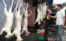 95% lượng thịt mèo trong nước là nhập lậu