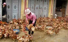 Cấm nhập khẩu gia cầm từ Trung Quốc