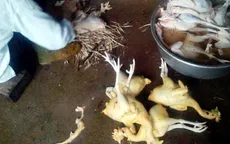 Gần 39% mẫu thịt gà nhiễm ecoli quá mức cho phép
