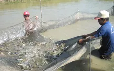 Bạc Liêu: 80% tôm giống không rõ nguồn gốc