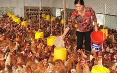 TP.HCM: Gia cầm nuôi trong nhà sẽ bị tịch thu 