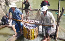 Doanh nghiệp cá tra “ráo riết” tìm thị trường