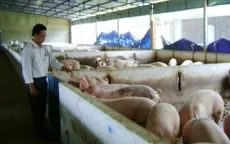 Giá lợn hơi Việt Nam thấp nhất khu vực