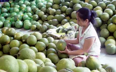 Giá trái cây đặc sản tăng kỷ lục