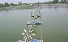 Huế: Người nuôi tôm bỏ vụ vì dịch bệnh