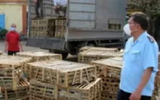 Hiểm họa từ thịt mèo nhập lậu