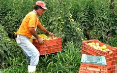 Giá lương thực tăng vọt ở Brazil