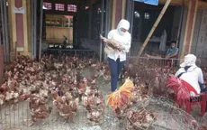 Lạng Sơn: Nhập lậu gia cầm giảm