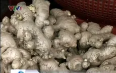Gừng Trung Quốc tràn ngập chợ Việt Nam