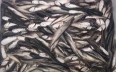 Hà Nội: Bắt 11 vụ vận chuyển thủy sản nhập lậu 
