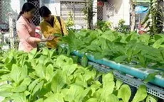 Xuất khẩu rau quả Việt Nam chưa xứng với tiềm năng