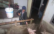 Công nghệ tăng trọng heo bằng... nước bẩn