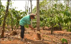 Giá cao su sụt giảm, người dân Đăk Nông chặt bỏ hơn 400ha