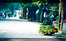 Hoa loa kèn thơm phố tháng 4