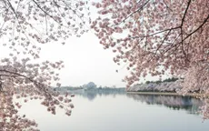 Ngắm vẻ đẹp hoa anh đào tại Washington D.C