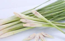 Tuyệt chiêu chống muỗi cắn khi du lịch