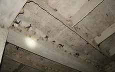 Công điện của Bộ NN & PTNT về phòng chống cúm gia cầm