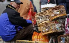 Không phát hiện virus H7N9 ở loài chim di trú