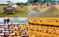 Giao thu mua tạm trữ lúa gạo về địa phương: Khó giai đoạn chuyển giao