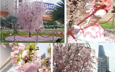 Lễ hội mùa xuân Việt - Nhật 2013