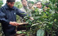 Sinh ra từ làng