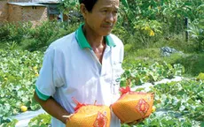 Thành công từ quả dưa hấu lạ