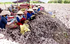 Nông dân ĐBSCL điêu đứng vì... khoai lang