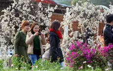 Vườn đào Nhật Tân nhộn nhịp người du Xuân