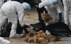 H5N1 ở Campuchia độc tính cao hơn trước