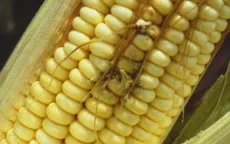 Phát hiện thức ăn gia súc có chất gây ung thư tại Đức