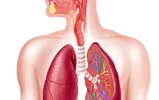 Bệnh viêm phổi: Những điều cần biết