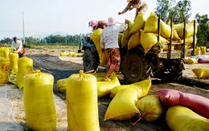 Kiên Giang: Lúa chất lượng cao vẫn... ế