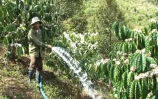Nguy cơ mất trắng mùa cà phê vì nắng hạn