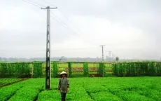 Quảng Nam: Kéo điện ra đồng làm thủy lợi hóa