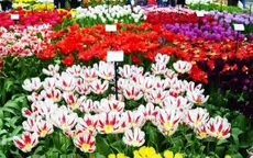 Hoa Đà Lạt ưu tiên xuất khẩu