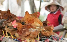 Nguy cơ lớn cúm A/H7N9 xâm nhập vào Việt Nam 