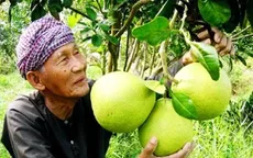 Nông dân Tiền Giang phấn khởi vì trái cây được giá