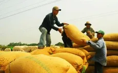 Oxfam: Thu mua lúa gạo làm lợi cho DN, không phải nông dân