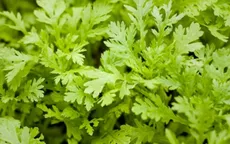 Món ăn, bài thuốc từ cải cúc