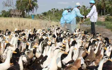Cúm A/H5N1 lan rộng tại nhiều địa phương