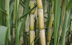 Thuốc chữa bệnh từ cây mía