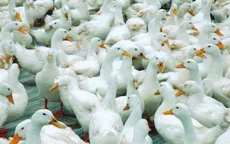 Tiêu hủy 1.300 con gia cầm nhiễm virus H5N1 tại Đăk Lăk
